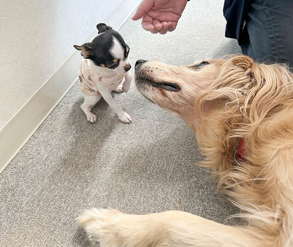 動物社員