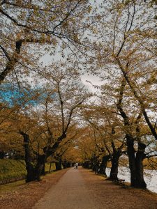 桜トンネル